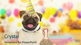  Presentation with funny animal - PPT theme enhanced with proteccion animal - funny cute dog celebrating his background and a lemonade colored foreground