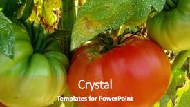  Presentation with fungal infection - Theme enhanced with protect against fungal infection background and a crimson colored foreground