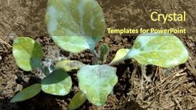  Presentation with fungal infection - Slides enhanced with protect against fungal infection background and a tawny brown colored foreground