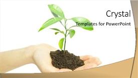  Presentation with young plant - Colorful PPT theme enhanced with plant in female hands isolated backdrop and a white colored foreground