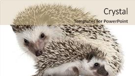  Presentation with old - Amazing slides having pretty brunette thinking against chalkboard on grey wooden planks backdrop and a dark gray colored foreground