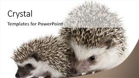  Presentation with old big bike on white - Audience pleasing presentation theme consisting of protect family theme - four-toed hedgehogs atelerix albiventris 3 backdrop and a white colored foreground