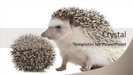  Presentation with four directions templat - Presentation design enhanced with protect family theme - four-toed hedgehogs atelerix albiventris 3 background and a mint green colored foreground
