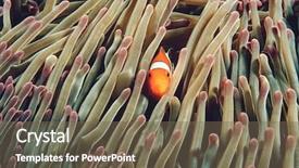  Presentation with raja ampat - Audience pleasing theme consisting of protecting fish - raja ampat indonesia pacific ocean backdrop and a violet colored foreground