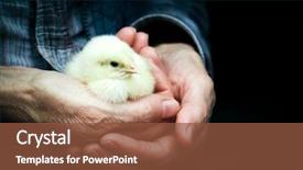  Presentation with mom and newborn - Presentation theme enhanced with newborn chick on a farmer' background and a tawny brown colored foreground