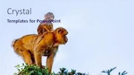  Presentation with monkey - Colorful PPT theme enhanced with protection in nature mom monkey with her son backdrop and a sky blue colored foreground