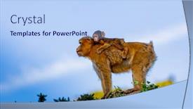  Presentation with monkey - Amazing PPT theme having protection in nature mom monkey with her son backdrop and a light blue colored foreground