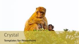  Presentation with mom - Cool new slide deck with protection in nature mom monkey with her son backdrop and a yellow colored foreground