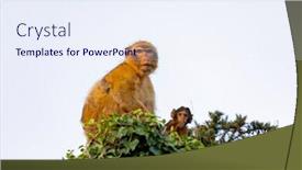  Presentation with monkey - PPT theme enhanced with protection in nature mom monkey with her son background and a sky blue colored foreground