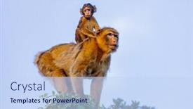  Presentation with mom - Beautiful PPT theme featuring protection in nature mom monkey with her son backdrop and a sky blue colored foreground
