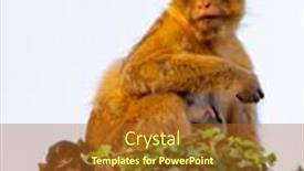  Presentation with monkey - Audience pleasing slide set consisting of protection in nature mom monkey with her son backdrop and a tawny brown colored foreground