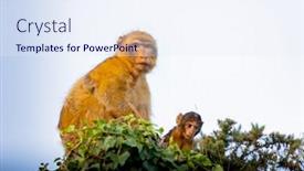  Presentation with monkey - Presentation design featuring protection in nature mom monkey with her son background and a sky blue colored foreground