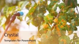  Presentation with agricultural products - PPT layouts enhanced with protection products such as pest background and a yellow colored foreground