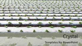  Presentation with spinach - Theme featuring protective film or sheet background and a light gray colored foreground