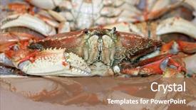  Presentation with crab - Audience pleasing presentation theme consisting of protien - fresh caught and cooked dungenous backdrop and a coral colored foreground