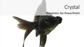  Presentation with goldfish - Presentation featuring protruding - black moor goldfish swimming background and a  colored foreground