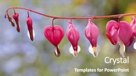  Presentation with heart flowers - Slide deck enhanced with protruding - bleeding heart flowers dicentra spectabils background and a coral colored foreground