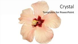  Presentation with red and white rose petals - Amazing PPT layouts having protruding - close up of rose mallowose backdrop and a sky blue colored foreground