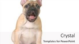  Presentation with puppy - Presentation with protruding - expressive puppy - french bulldog background and a white colored foreground