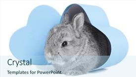  Presentation with baby congratulation boy blue - Presentation theme enhanced with protruding - gray rabbit bunny baby exit background and a sky blue colored foreground