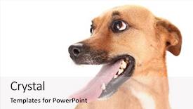  Presentation with dog - PPT layouts with protruding - lovely adopted mongrel dog background and a lemonade colored foreground
