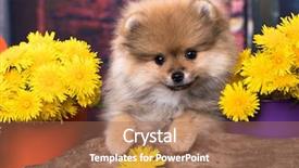 Presentation with yellow oyster mushroom - Slides with protruding - puppy spitz and yellow dandelions background and a coral colored foreground