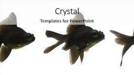  Presentation with goldfish - Beautiful presentation design featuring protruding - series of black moor goldfish backdrop and a white colored foreground