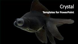  Presentation with black ethics - Presentation featuring protruding - sideview of black moor goldfish background and a  colored foreground
