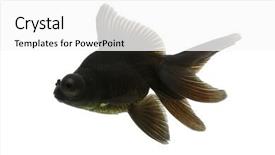  Presentation with goldfish - Beautiful presentation theme featuring protruding - sideview of black moor goldfish backdrop and a  colored foreground