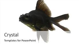  Presentation with agriculture black and white cow - PPT theme with protruding - sideview of black moor goldfish background and a  colored foreground