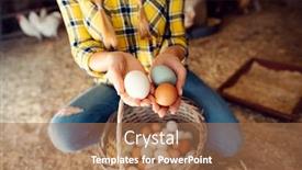  Presentation with chicken - Slide deck consisting of proud-chicken-farmer-woman-showing background and a coral colored foreground