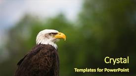  Presentation with american flag and eagle - Presentation theme with proud majestic american bald eagle background and a wine colored foreground