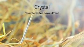  Presentation with needle - Amazing presentation having proverb needle in a hay backdrop and a mint green colored foreground