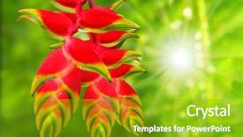  Presentation with paradise - Audience pleasing slide deck consisting of providing a source of nectar backdrop and a shamrock green colored foreground