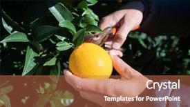  Presentation with orange - Presentation having prune - closeup of a young caucasian background and a red colored foreground