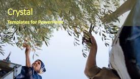  Presentation with tree farm - Amazing theme having prune - couple pruning olive tree backdrop and a tawny brown colored foreground
