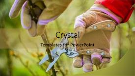  Presentation with gardening - Theme having prune - gardening spring pruning roses background and a gold colored foreground