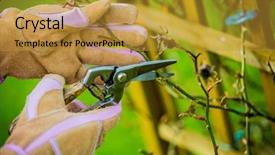  Presentation with roses - Amazing presentation design having prune - spring pruning roses backdrop and a gold colored foreground