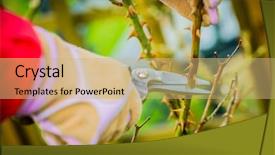  Presentation with roses - Beautiful slide set featuring prune - spring pruning roses backdrop and a coral colored foreground