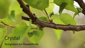  Presentation with green tree - PPT theme having pruned tree branch with green background and a gold colored foreground