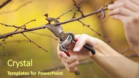  Presentation with fruit tree - Audience pleasing slide deck consisting of pruning an fruit tree - cutting backdrop and a tawny brown colored foreground