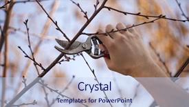  Presentation with fruit tree - PPT layouts enhanced with pruning an fruit tree - cutting branches at spring background and a sky blue colored foreground