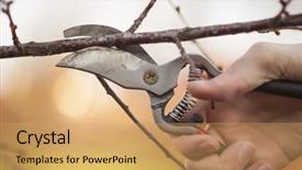  Presentation with fruit tree - Amazing slide deck having pruning an fruit tree - cutting branches at spring backdrop and a yellow colored foreground