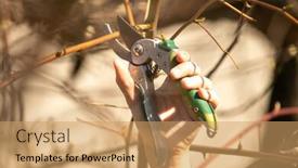  Presentation with fruit tree - Amazing presentation design having pruning-an-fruit-tree-cutting backdrop and a coral colored foreground