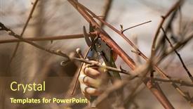  Presentation with fruit tree - Colorful presentation enhanced with pruning-an-fruit-tree-cutting backdrop and a tawny brown colored foreground