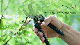  Presentation with fruit trees - Beautiful theme featuring pruning of trees with secateurs backdrop and a mint green colored foreground