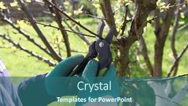  Presentation with trees - Presentation design enhanced with pruning-trees-in-the-spring background and a ocean colored foreground