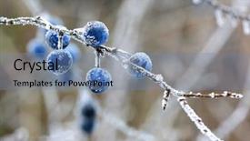  Presentation with frozen - PPT layouts enhanced with prunus - abstract frozen twig with blackthorn background and a seafoam green colored foreground