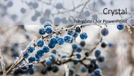  Presentation with frozen - Theme featuring prunus - abstract frozen twig with blackthorn background and a light blue colored foreground