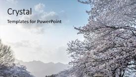  Presentation with cherry - Colorful presentation design enhanced with prunus - cherry blossoms blossming in spring backdrop and a light blue colored foreground